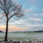 Das Bild zeigt einen gefrorenen Acker mit einem kleinen Baum im Vordergrund.