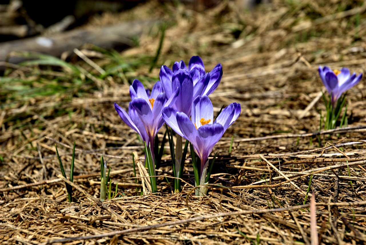 Frühlingserwachen im März